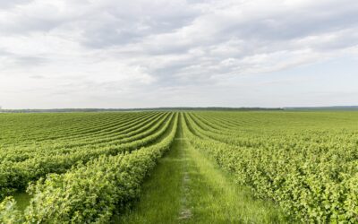 Abonos verdes, fertilizantes naturales