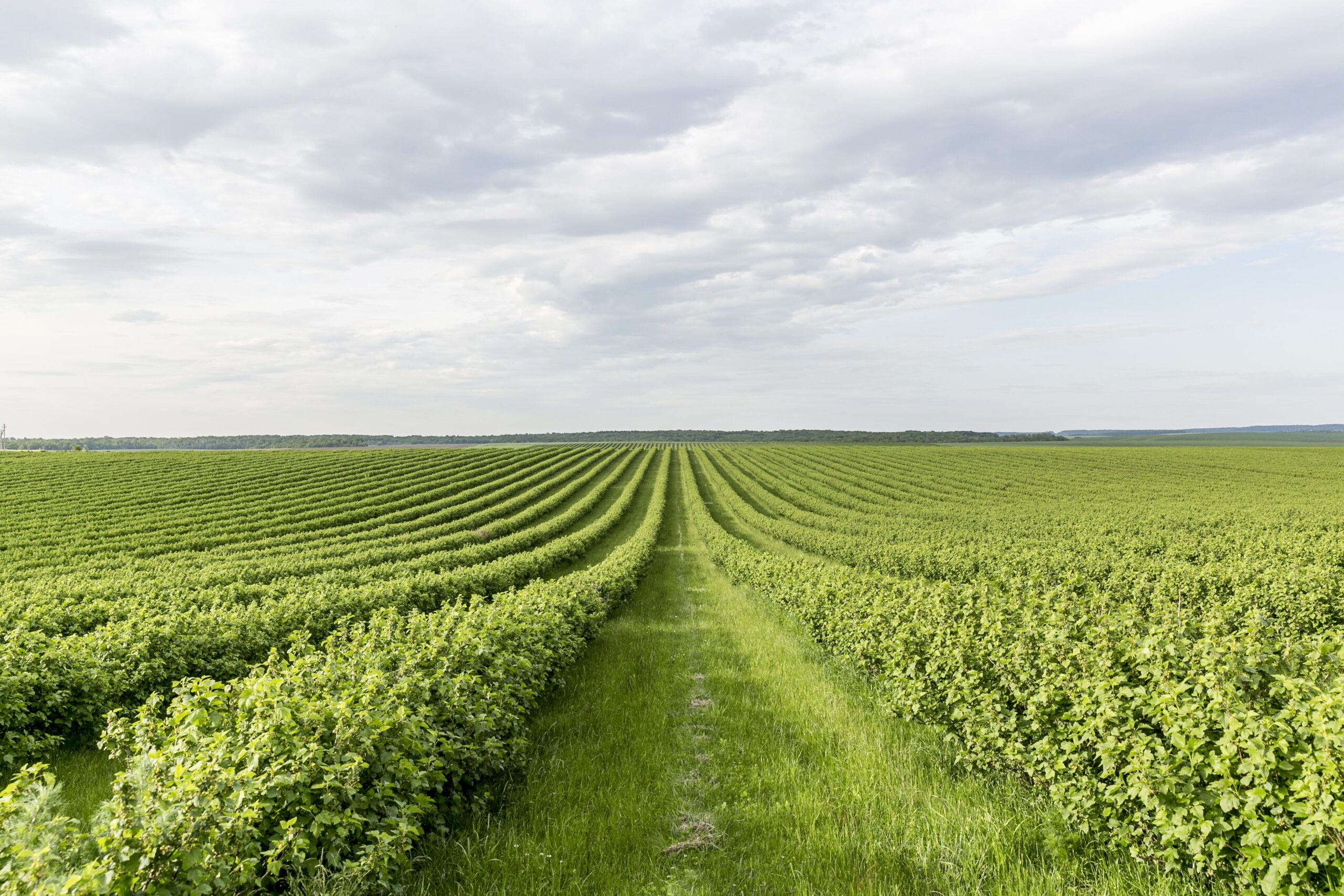 Abonos verdes, fertilizantes naturales