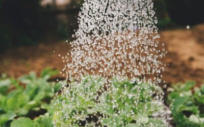 Ahorrar energía en el jardín