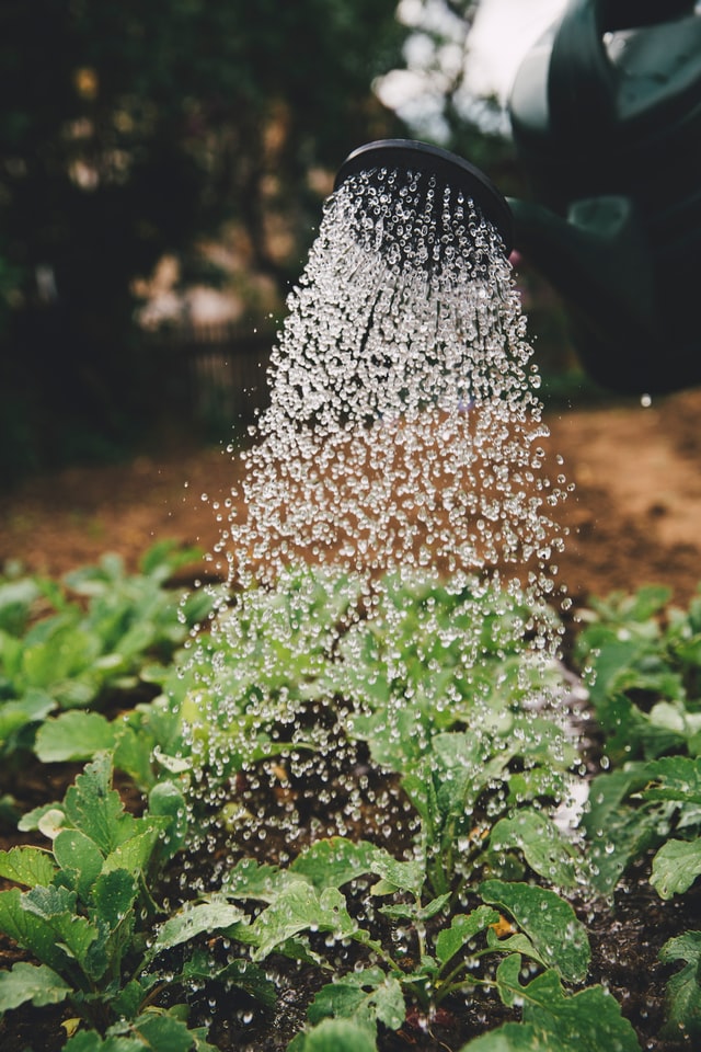 Ahorrar energía en el jardín