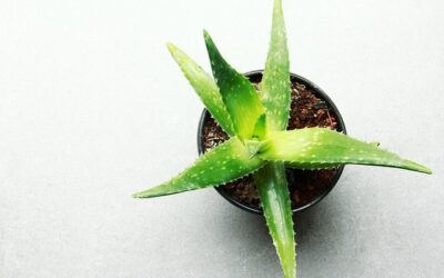 Aloe vera: Cultivo, cuidados y propiedades