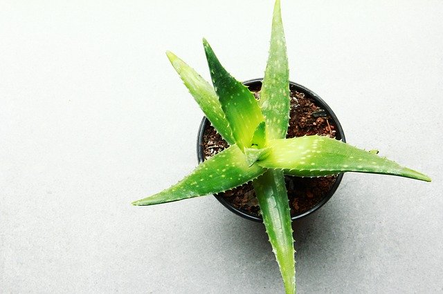 Aloe vera: Cultivo, cuidados y propiedades