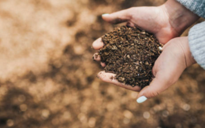 Cómo abonar nuestras plantas y cultivos