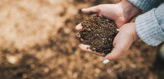 Cómo abonar nuestras plantas y cultivos