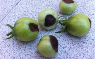 Cómo combatir la podredumbre apical o peseta del tomate