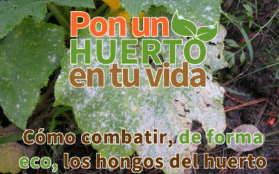 Cómo combatir los hongos del huerto de forma ecológica