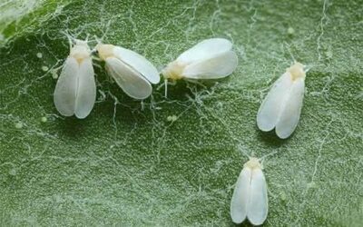 ¿Cómo combato la mosca blanca?