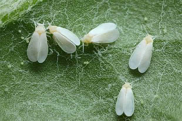 ¿Cómo combato la mosca blanca?