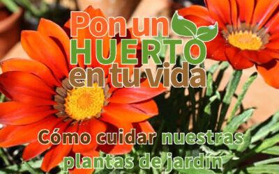 Cómo cuidar nuestras plantas de jardín