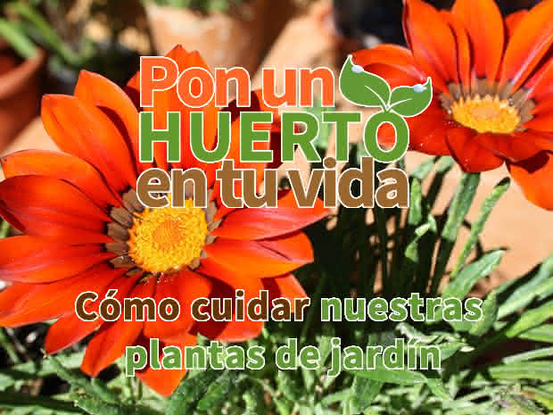 Cómo cuidar nuestras plantas de jardín