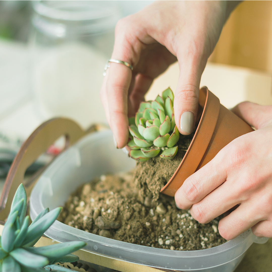 Cómo cuidar tus plantas suculentas