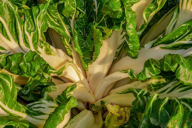 Cómo cultivar Acelgas en nuestro huerto