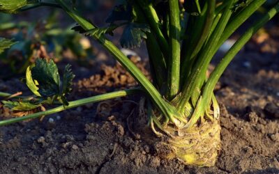 Cómo cultivar apio en nuestro huerto: Plantar apio fácil