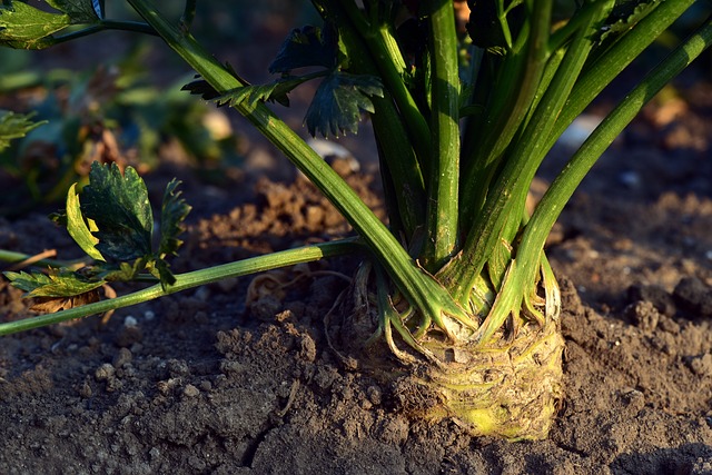 Cómo cultivar apio en nuestro huerto: Plantar apio fácil