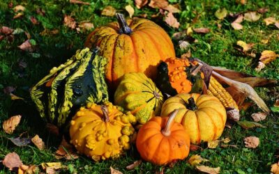 Cómo cultivar Calabazas en nuestro huerto, plantar calabazas fácil