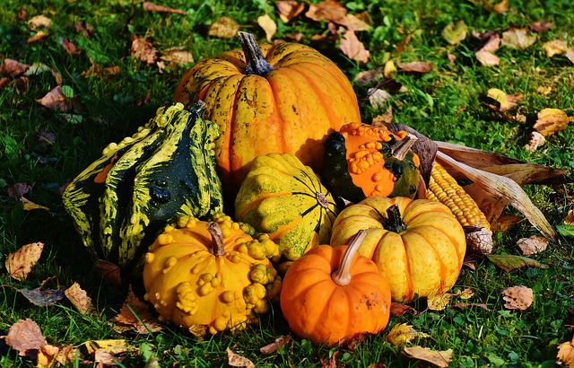 Cómo cultivar Calabazas en nuestro huerto, plantar calabazas fácil