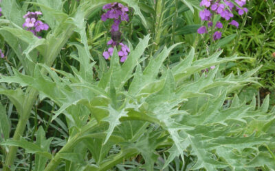 Cómo cultivar cardos en nuestro huerto