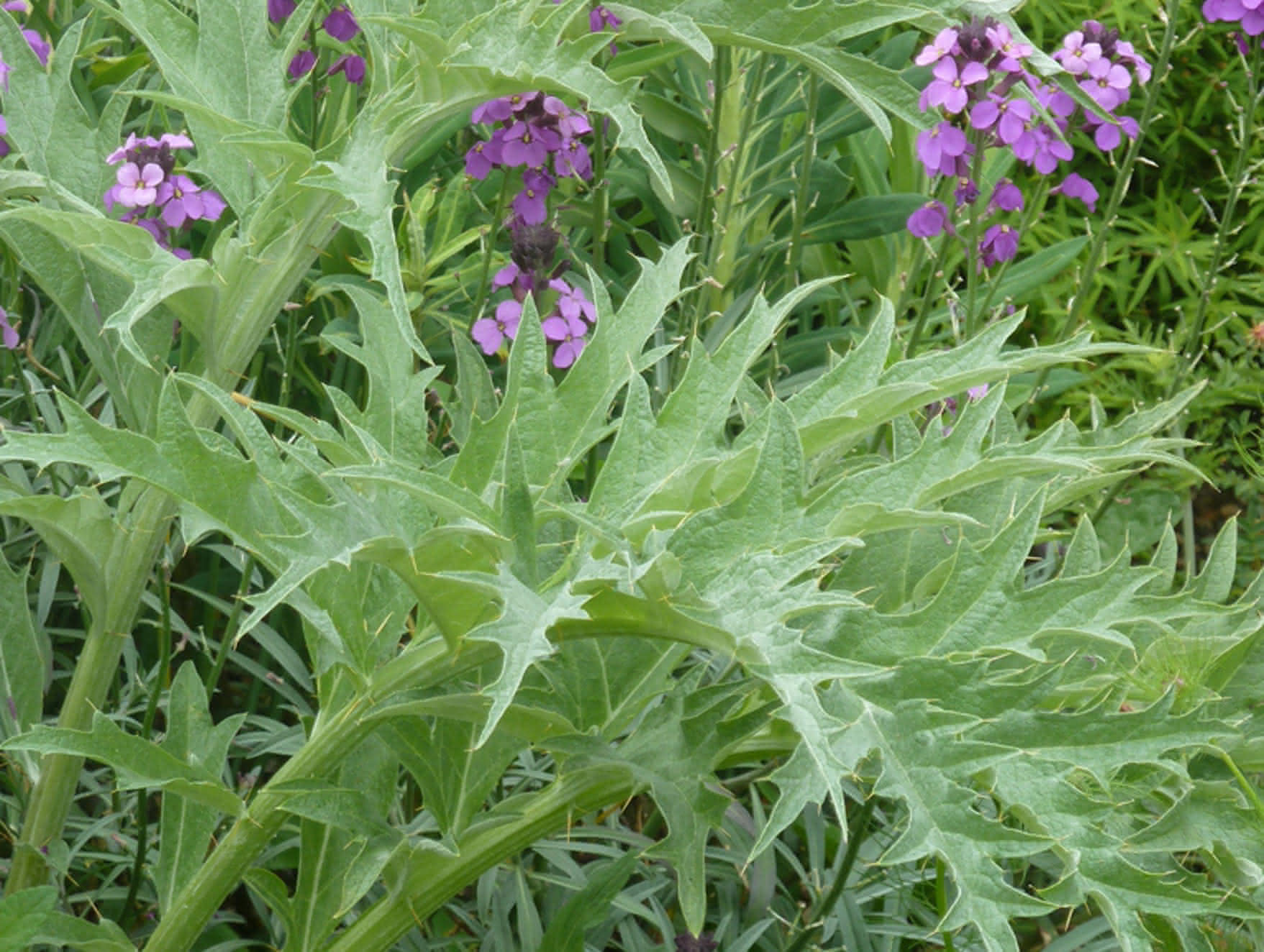 Cómo cultivar cardos en nuestro huerto