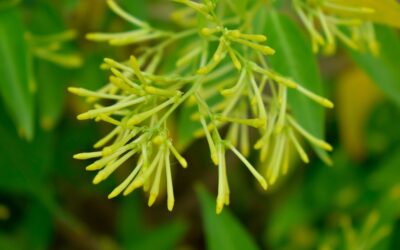 ¿Cómo cultivar el galán de noche? Guía paso a paso