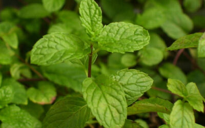 Cómo cultivar menta