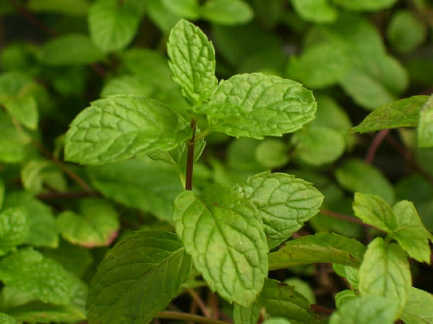 Cómo cultivar menta