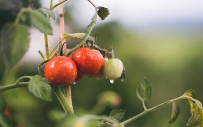 Cómo cultivar tomates: Los secretos para su cultivo