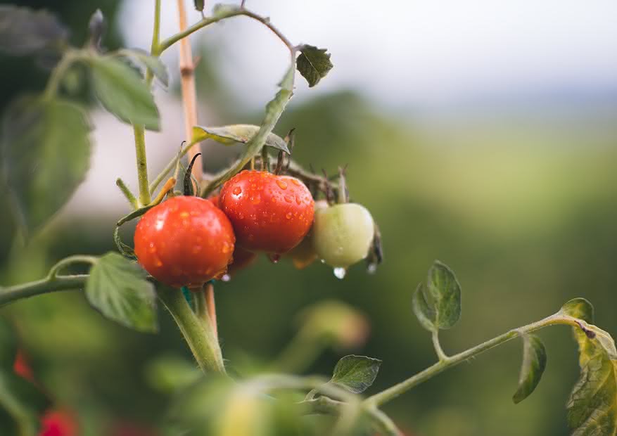 Cómo cultivar tomates: Los secretos para su cultivo