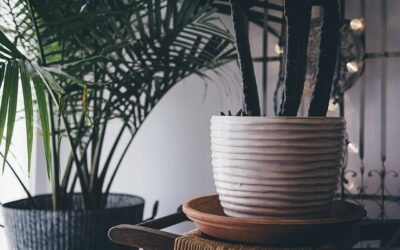 Cómo elegir las mejores plantas para tu hogar: Guía completa