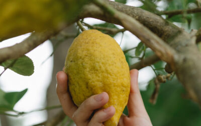 ¿Cómo germinar una semilla de limón?