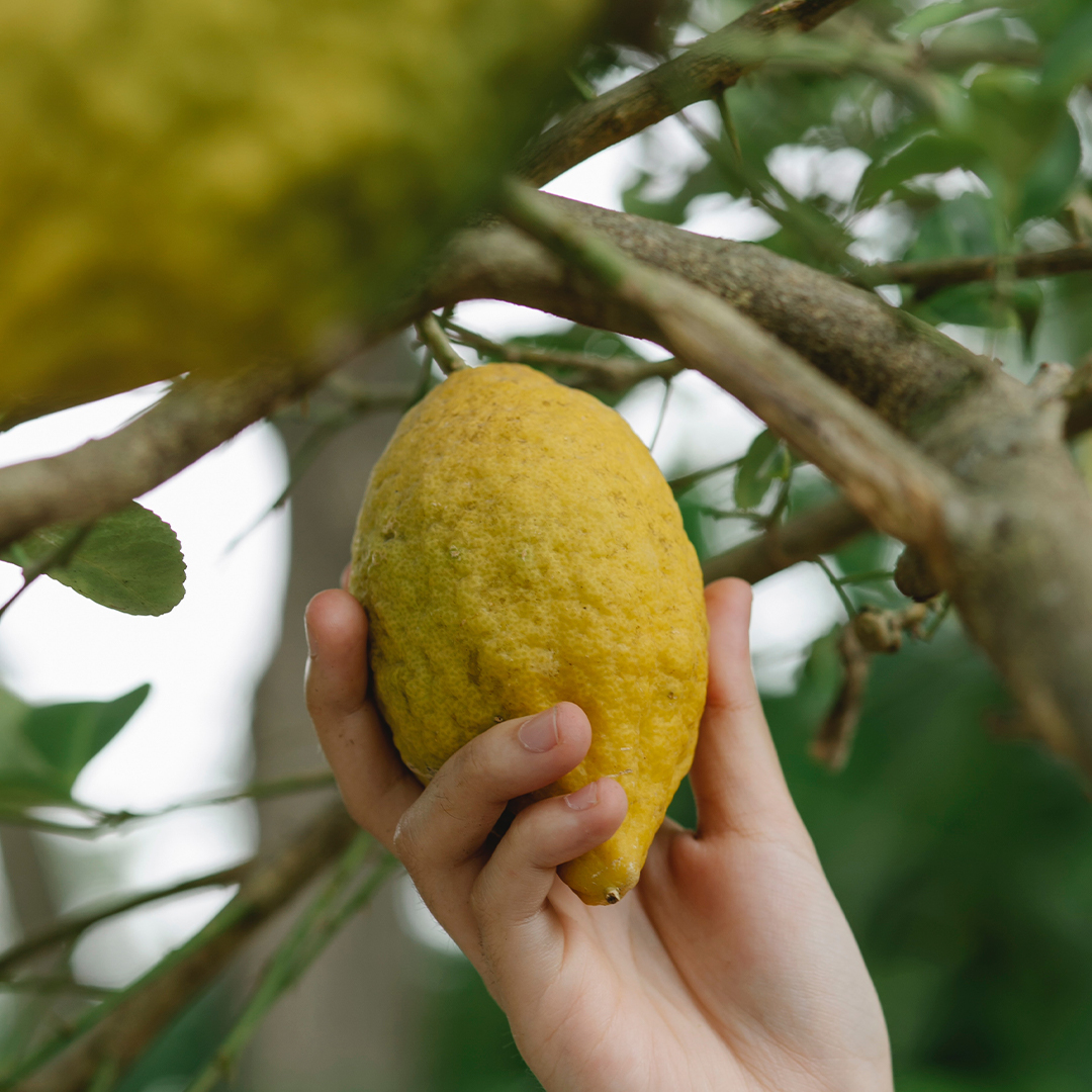 ¿Cómo germinar una semilla de limón?