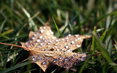 Cómo mantener el césped en Otoño