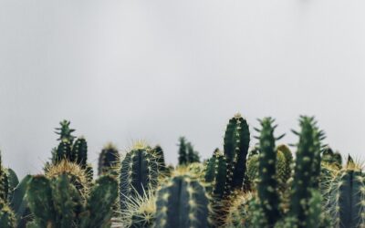 Cómo plantar cactus: Siembra, cultivo y cuidados