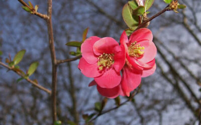 Cómo plantar el esqueje de un rosal