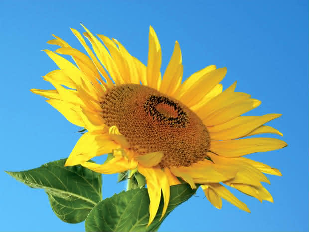 Cómo plantar girasoles: Cultivo del girasol fácil