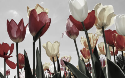 Cómo plantar tulipanes