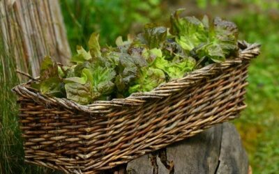 Cómo plantar y cultivar la lechuga