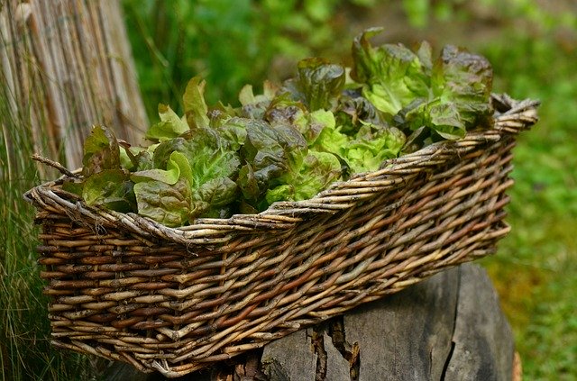 Cómo plantar y cultivar la lechuga