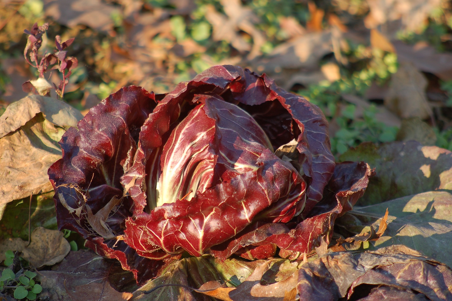 Cómo preparar tu huerto para el invierno