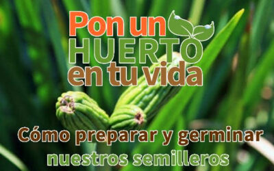 Cómo preparar y germinar nuestros semilleros