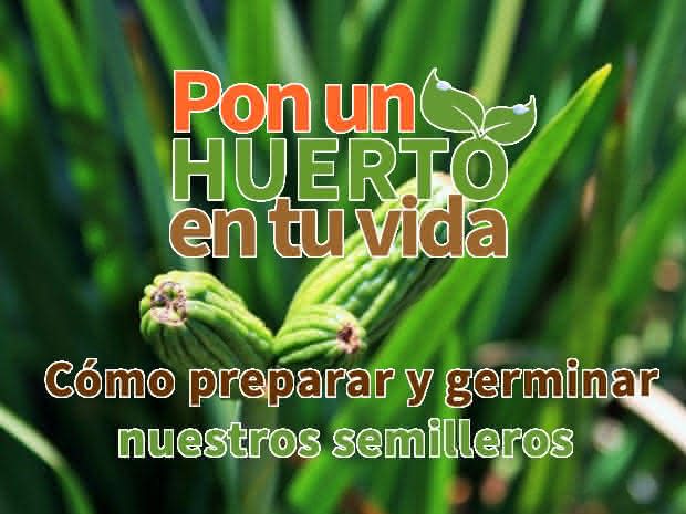 Cómo preparar y germinar nuestros semilleros