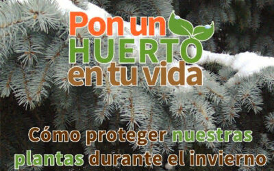 Cómo proteger nuestras plantas durante el invierno