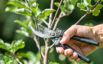 Consejos para la poda de árboles en el jardín y huerto