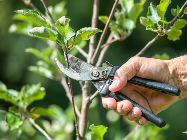 Consejos para la poda de árboles en el jardín y huerto