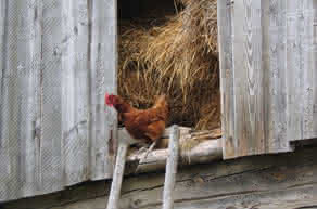 Consejos sobre cría de gallinas para urbanitas rurales