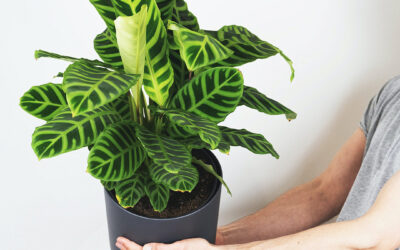 Cuidados de la Calathea