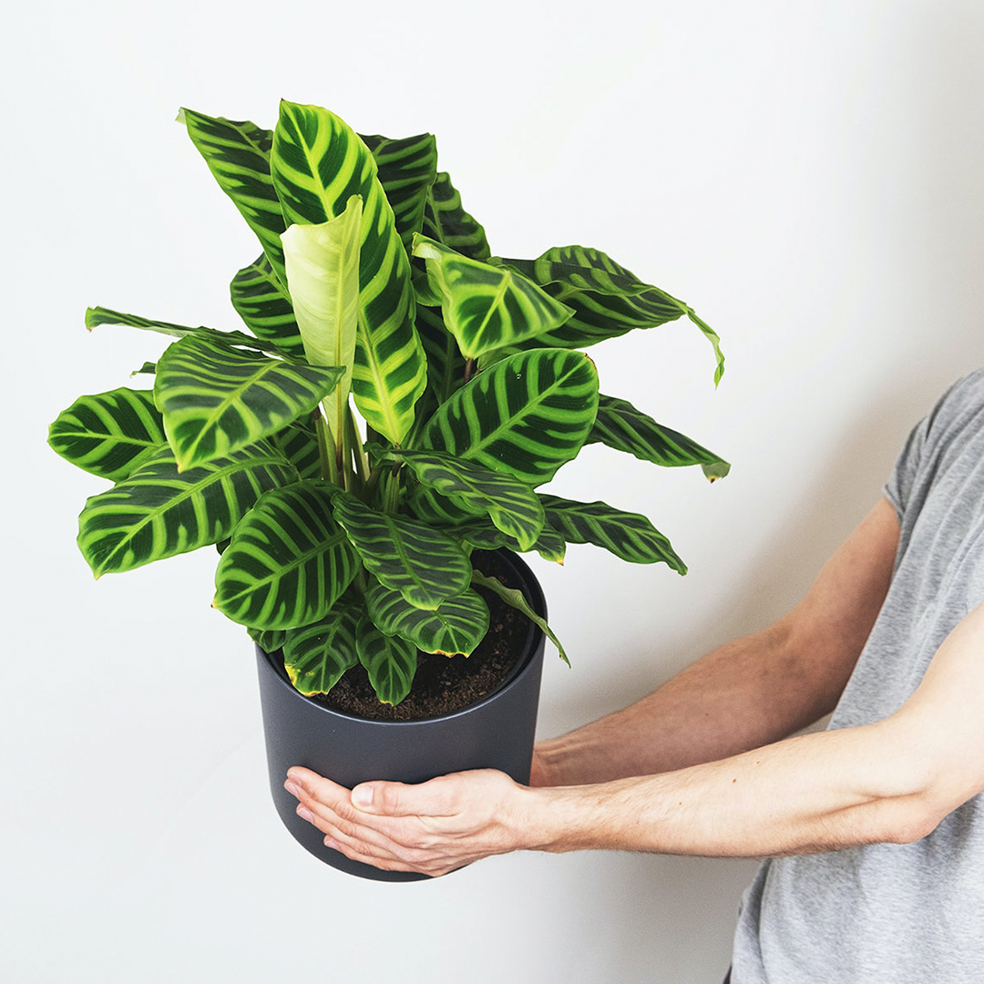 Cuidados de la Calathea