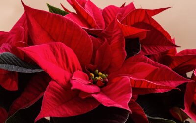 Cuidados de la Poinsettia o Flor de Pascua