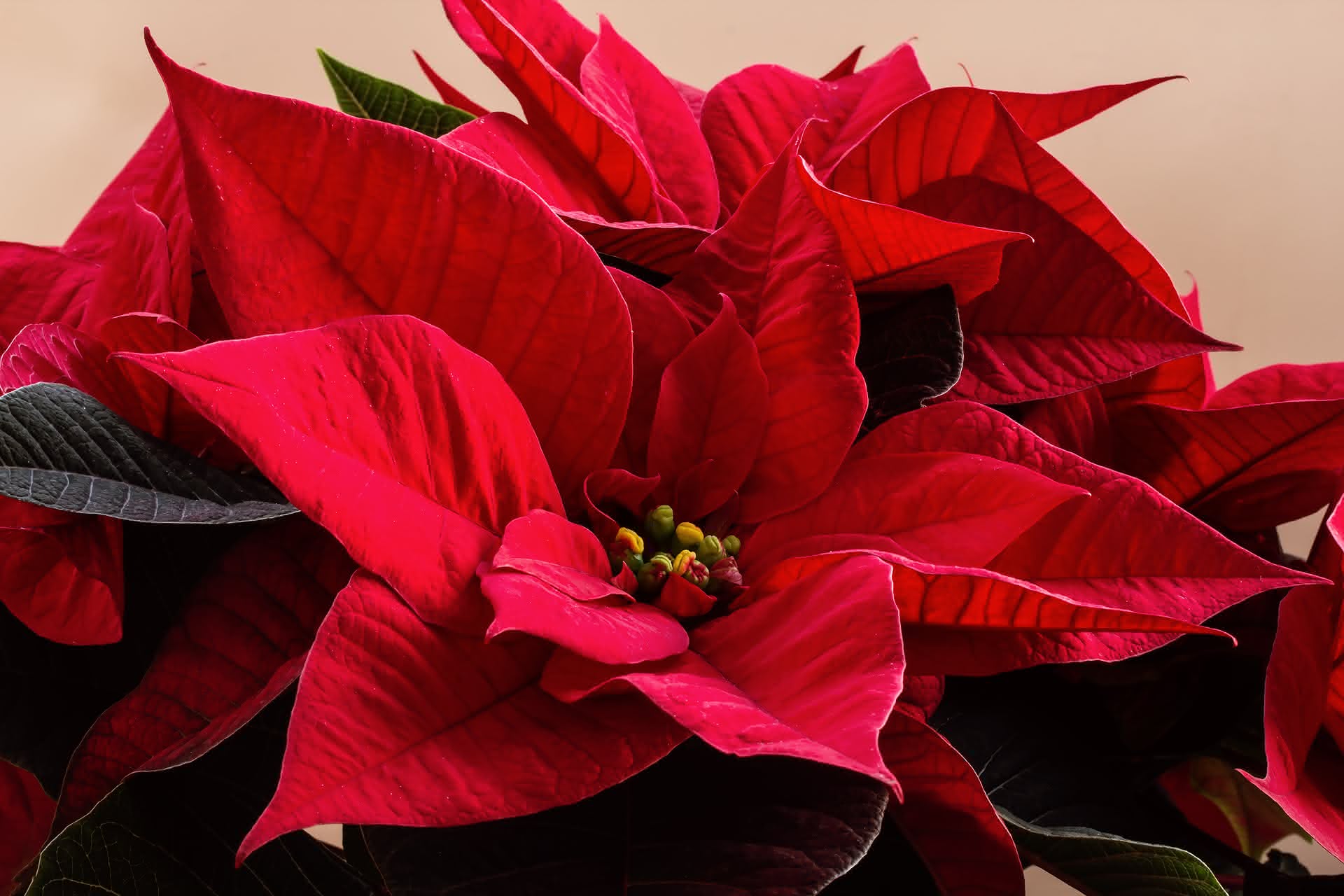 Cuidados de la Poinsettia o Flor de Pascua