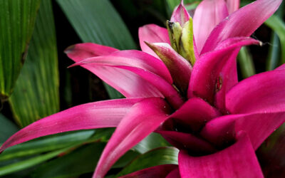 Cuidados de las bromelias