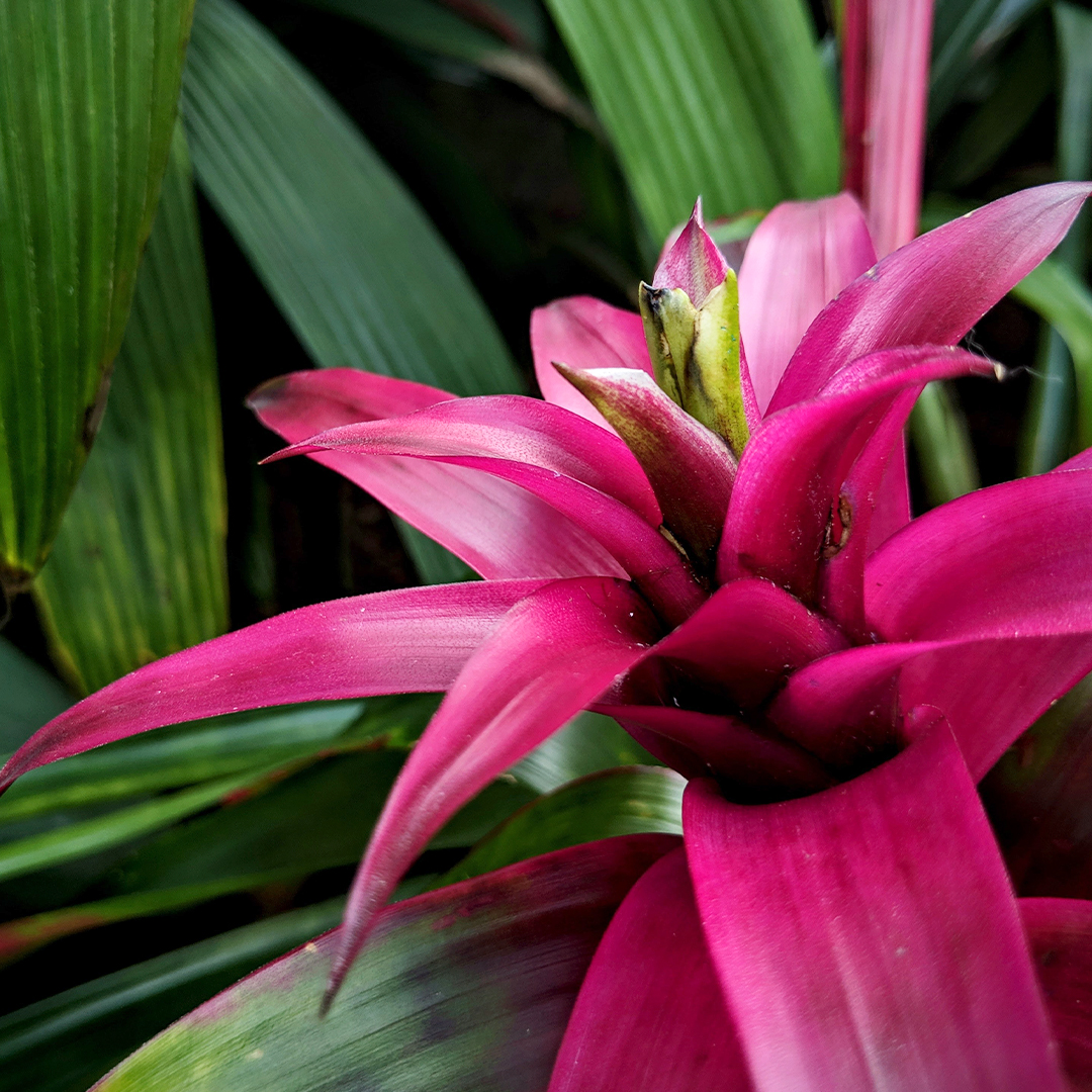 Cuidados de las bromelias